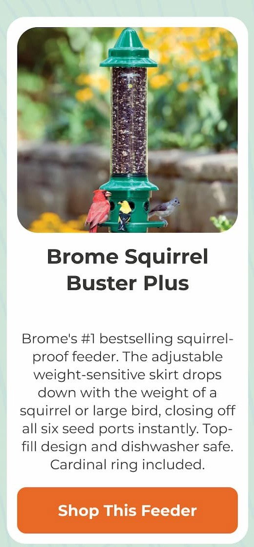Brome Squirrel Buster Plus