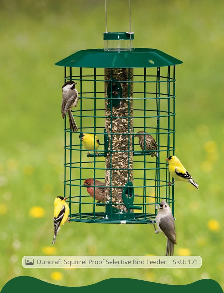 birds