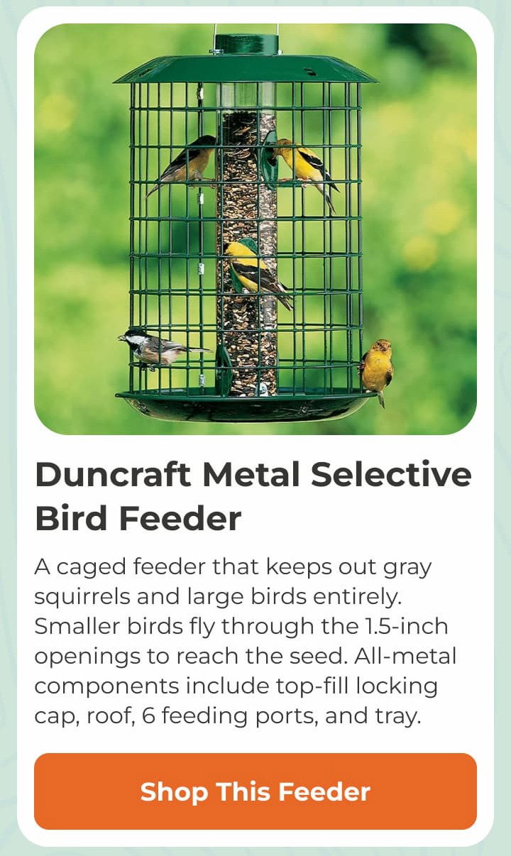Duncraft Metal Selective Bird Feeder