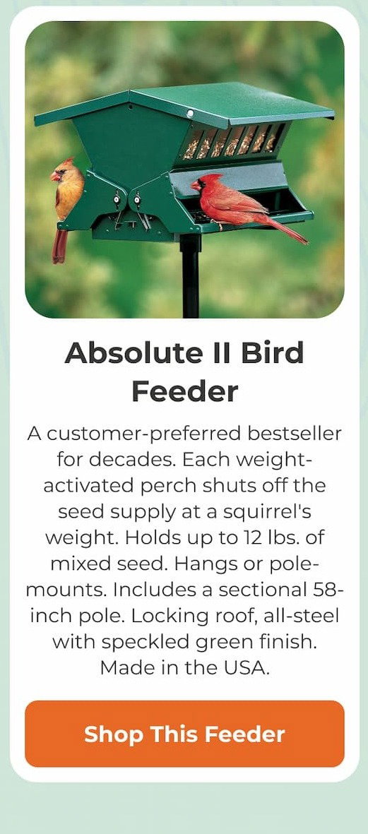 Absolute II Bird Feeder