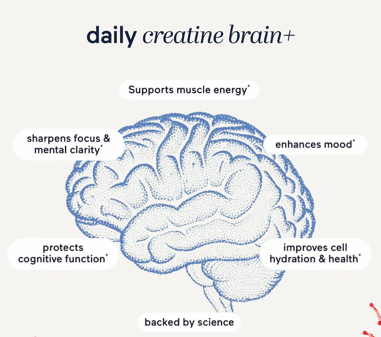 daily creatine brain+ benefits