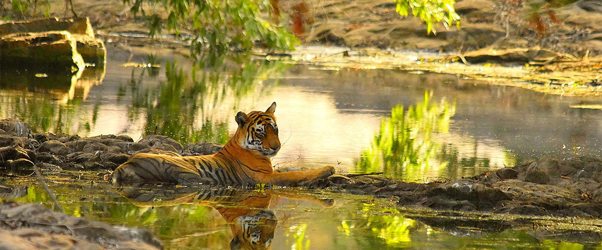 Spot Bengal tigers at Ranthambore National Park