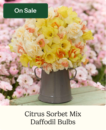 Daffodil Bulbs - Citrus Sorbet Mix
