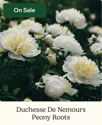 Peony Roots - Duchesse De Nemours