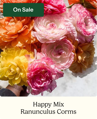Ranunculus Bulbs - Happy Mix