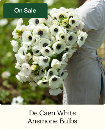 Anemone Bulbs - De Caen White
