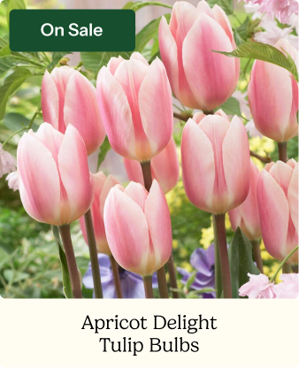 Tulip Bulbs - Apricot Delight