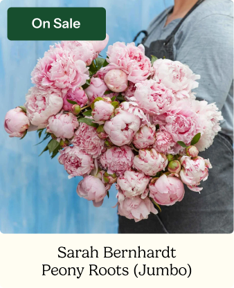 Peony Roots - Jumbo Sarah Bernhardt