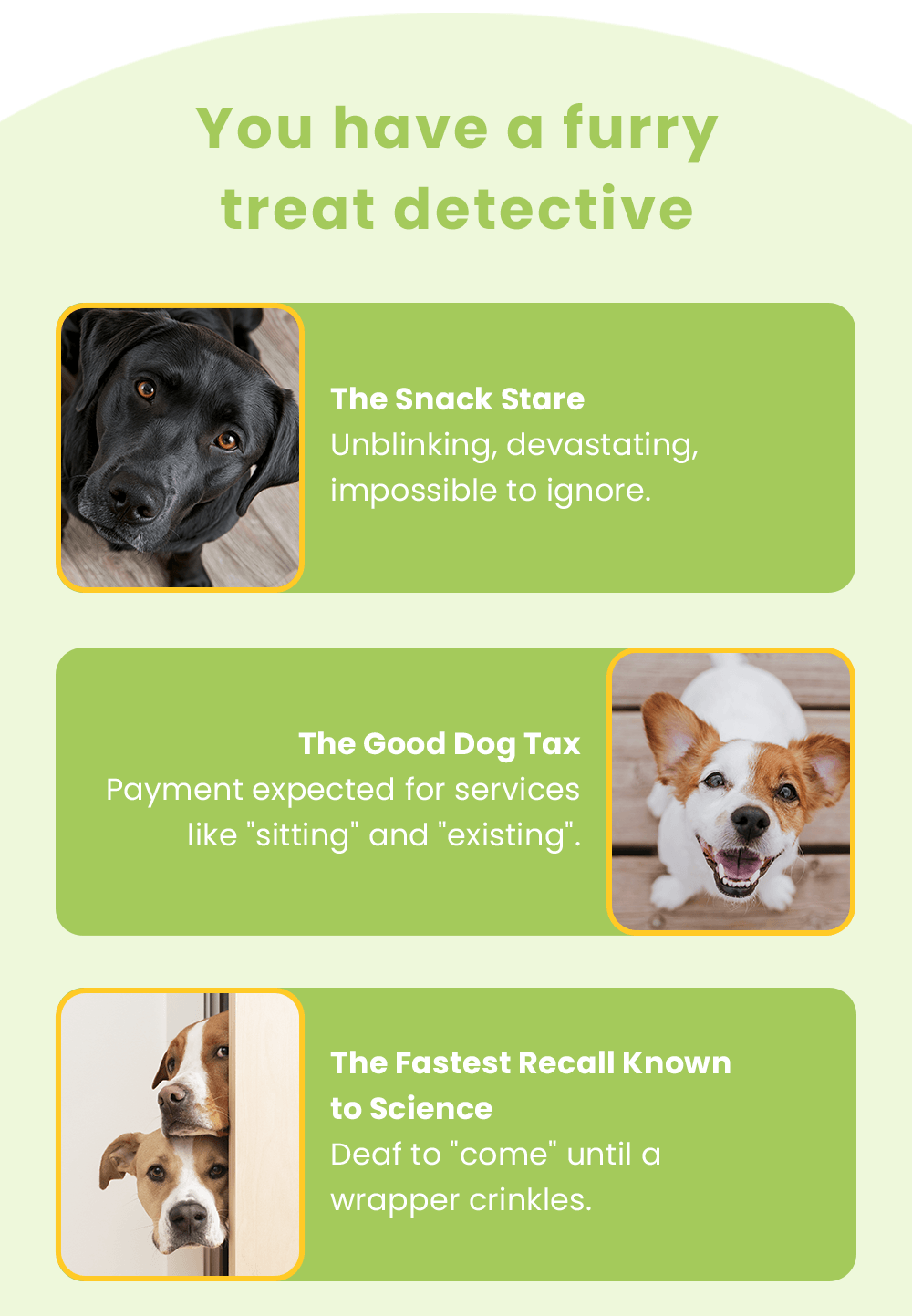 You have a furry treat detective. The Snack Stare: Unblinking, devastating, impossible to ignore. The Good Dog Tax: Payment expected for services like "sitting" and "existing". The Fastest Recall Known to Science: Deaf to "come" until a wrapper crinkles.