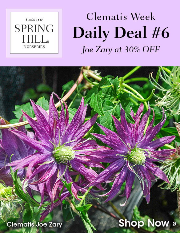 Today Only: 30% OFF Clematis 'Madame Julia Correvon
