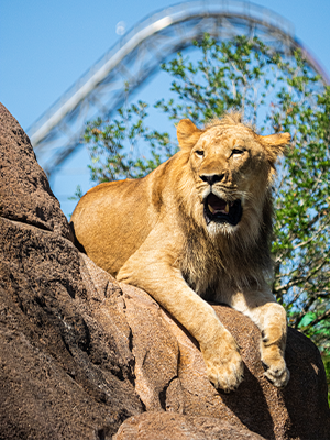 The All-New Lion & Hyena Ridge habitat at Busch Gardens