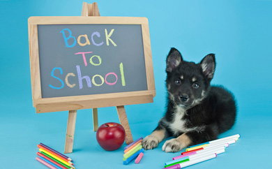Back to School Tips
