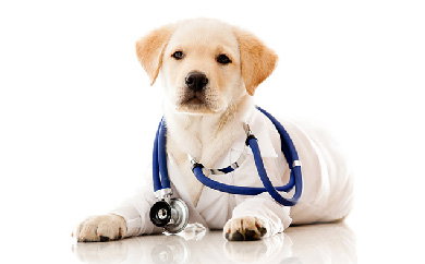 The Importance of Pet Vaccinations