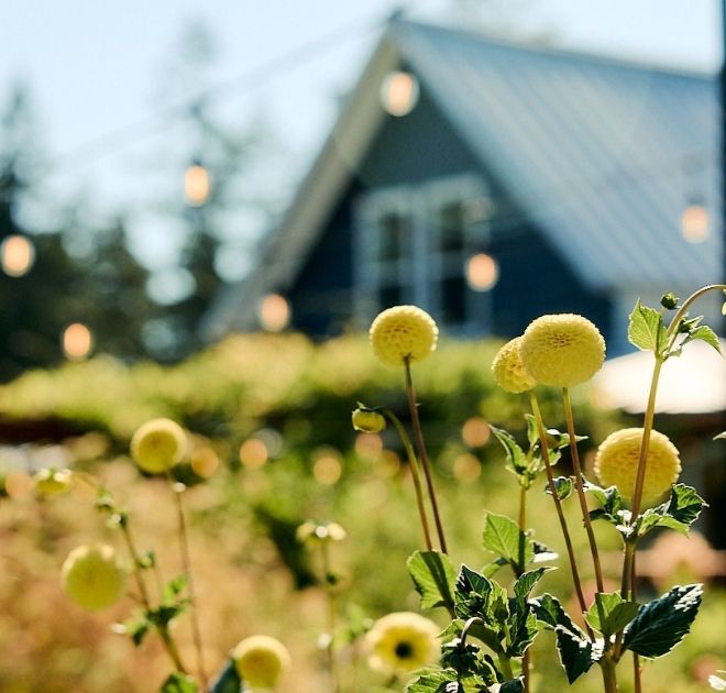 Summer Dahlias at the Farmquarters