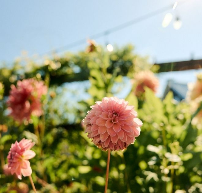 Dahlias at late-summer peak from our garden