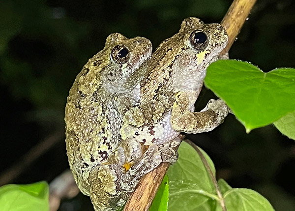 Two Cope’s gray treefrogs (<i>Dryophytes</i><i> chrysoscelis</i>) mating on a stick covered in green leaves.