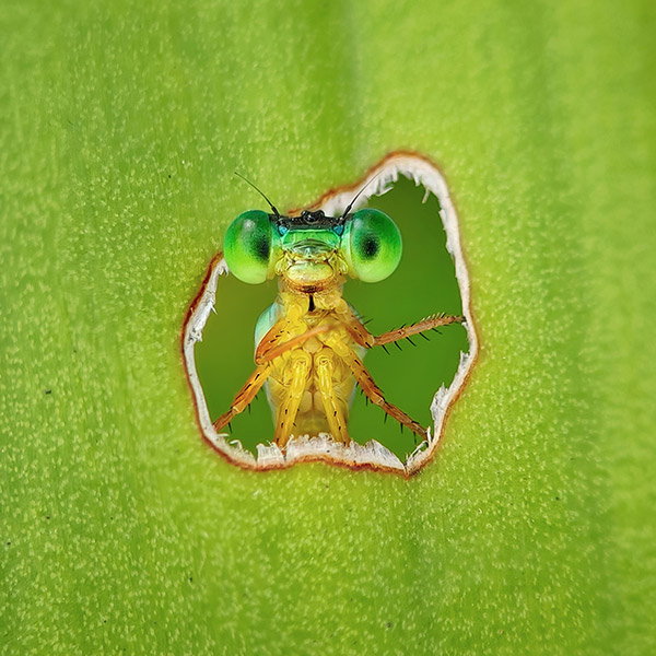 A photo of an orange-tailed marsh dart damselfly (<i>Ceriagrion cerinorubellum</i>) peering through a natural opening in a leaf.