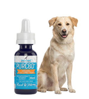 PurCBD Oil for Dogs with a calm dog
