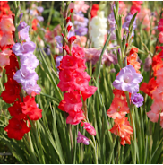 The Colorful Mixed Gladiolus Bulbs