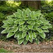 The Bare Root Green Hostas