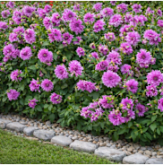 The Lilac Dahlia Bulbs