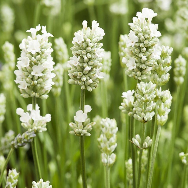 Large Hardy White Edelweiss English Lavender