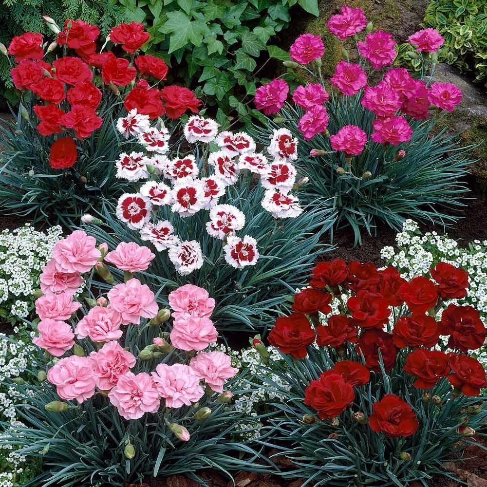 Fragrant Cottage Garden Pinks Dianthus - In Bud & Bloom