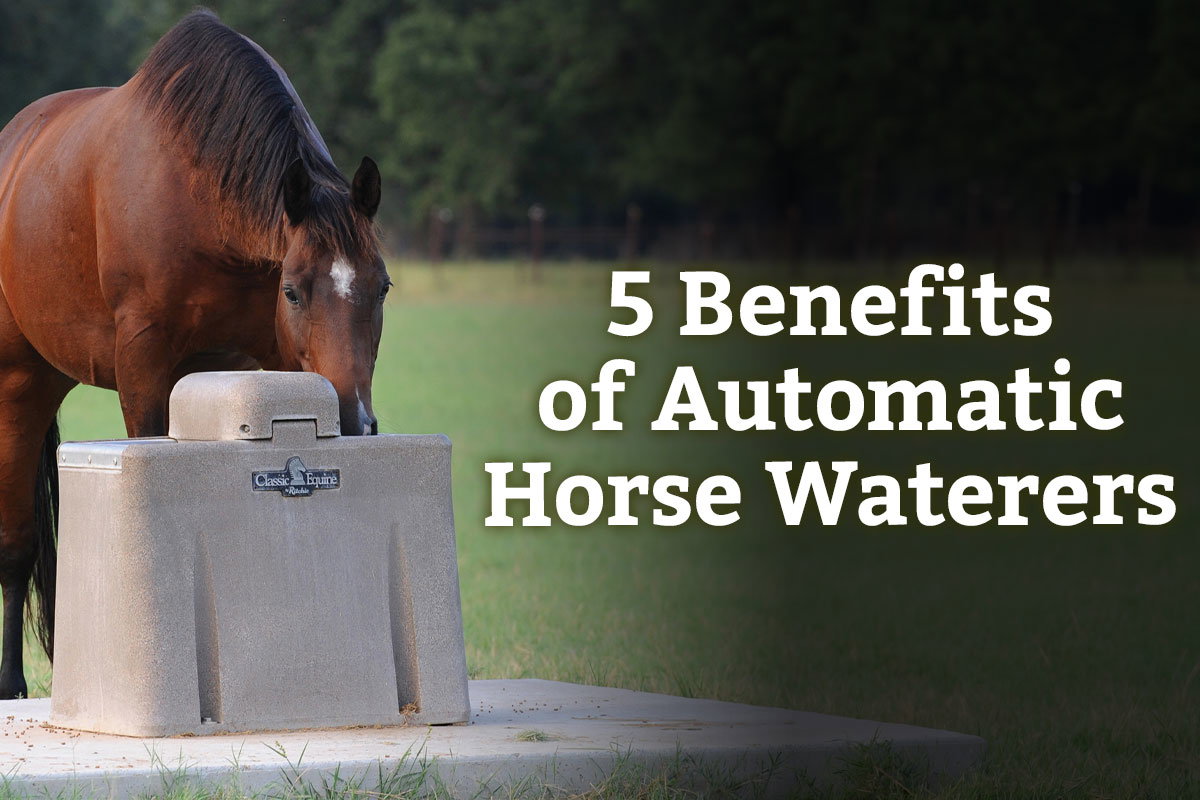 5 Benefits of Automatic Horse Waterers - Learn More