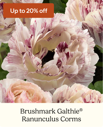 Ranunculus Bulbs - Brushmark Galthie®