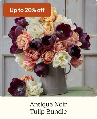 Tulip Bundle - Antique Noir