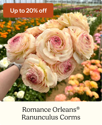Ranunculus Bulbs - Romance Orleans®