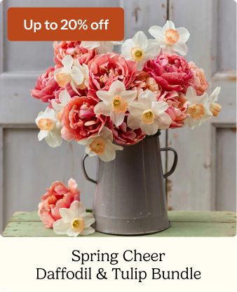 Daffodil & Tulip Bundle - Spring Cheer