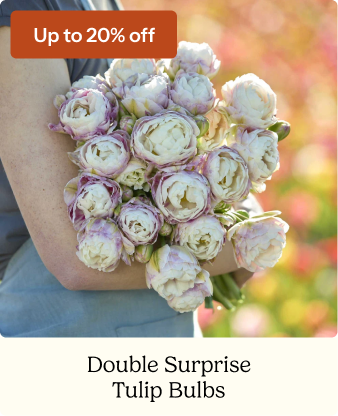 Tulip Bulbs - Double Surprise