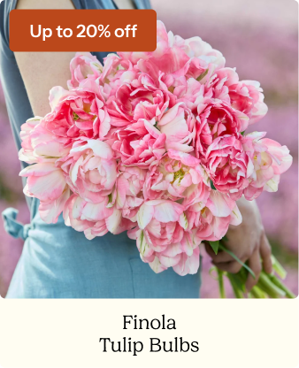 Tulip Bulbs - Finola