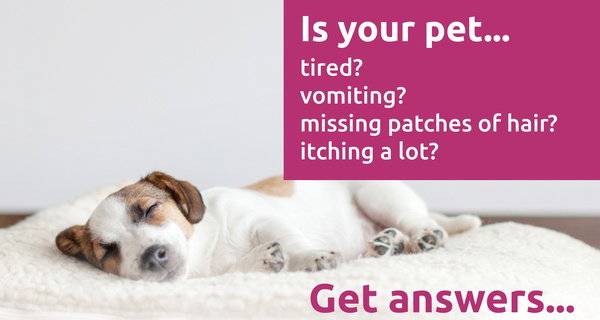 Up to 84% Off At-Home Comprehensive Sensitivity Test for Your Pet