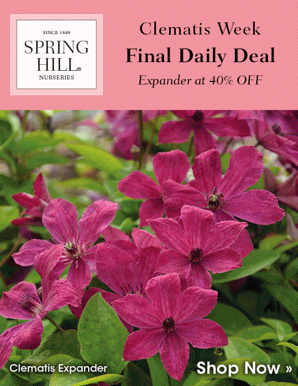Today Only: 40% OFF Clematis 'Expander'