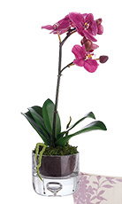 Orchid Floral Arrangement in Vase