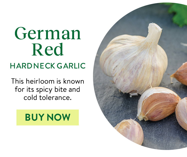 German Red Garlic Bulbs