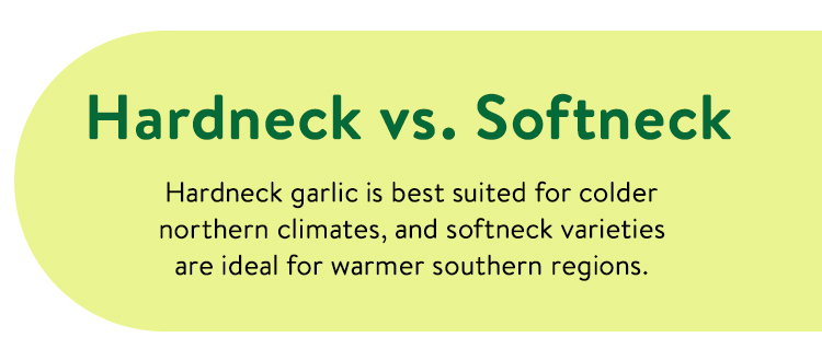 Hardneck vs. Softneck: Choosing the Right Garlic