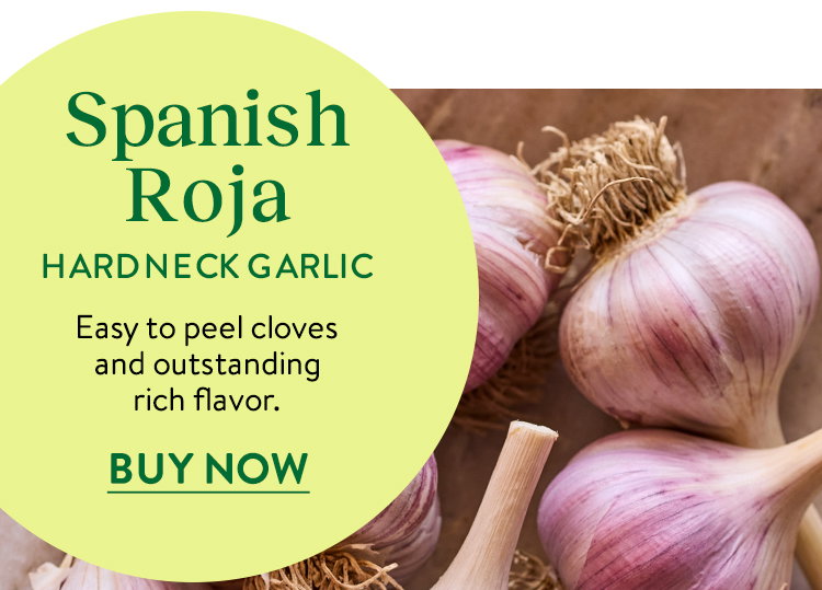 Spanish Roja Garlic Bulbs