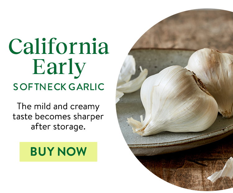 California Early Garlic Bulbs