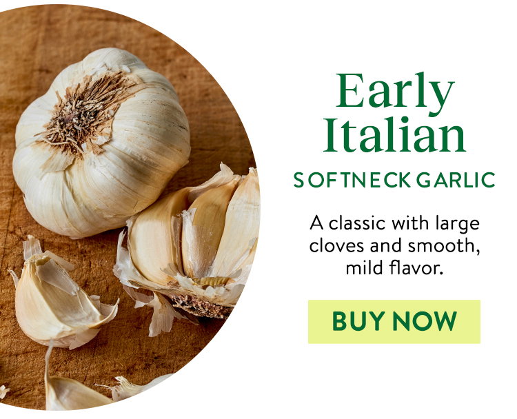 Early Italian Garlic Bulbs
