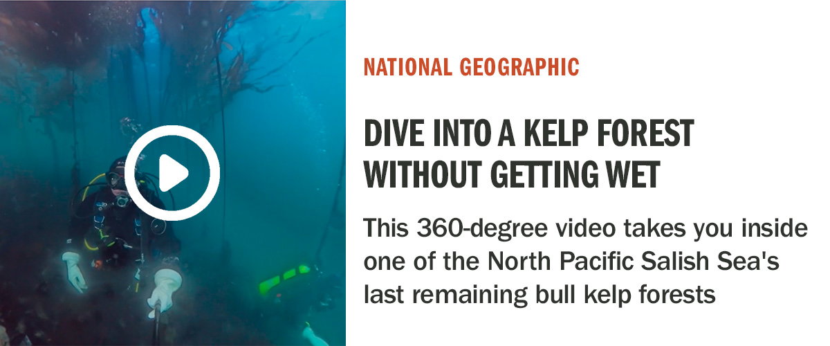 Detours | Explore an Underwater Kelp Paradise in This 360-Degree Video | National Geographic