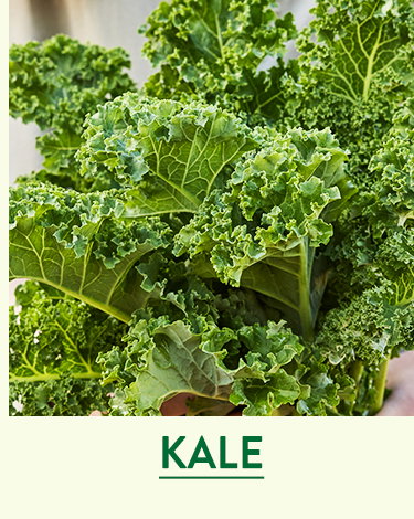 Kale Seeds and Plants