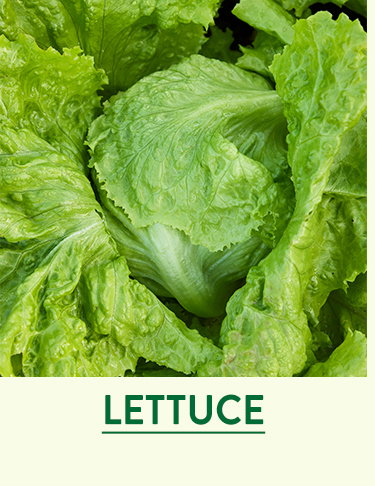 Lettuce Seeds