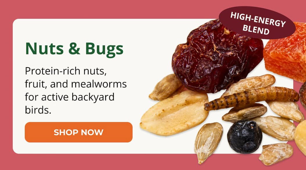 Nuts & Bugs