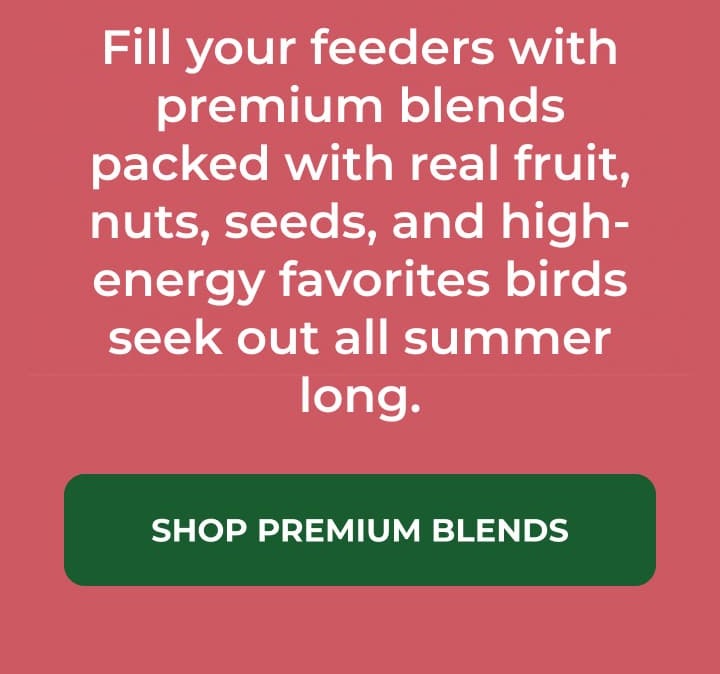 Fill your feeders with premium blends packed with real fruit, nuts, seeds, and high-energy favorites birds seek out all summer long.