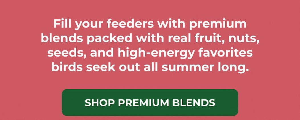 Fill your feeders with premium blends packed with real fruit, nuts, seeds, and high-energy favorites birds seek out all summer long.