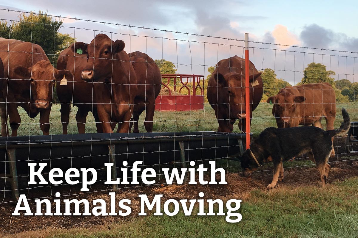 Keep Life with Animals Moving - Shop Now