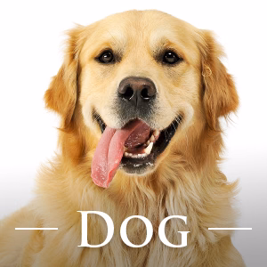 SHOP DOG